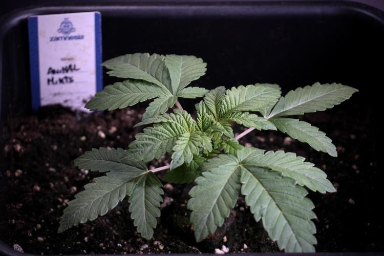 Animal Mints-Legends of the Frozen North. Week 3 - Animal Mints