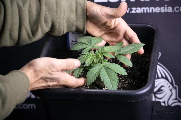 Animal Mints-Legends of the Frozen North. Week 3 - Animal Mints