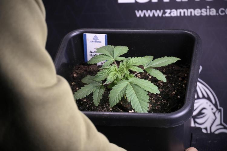 Animal Mints-Legends of the Frozen North. Week 3 - Animal Mints