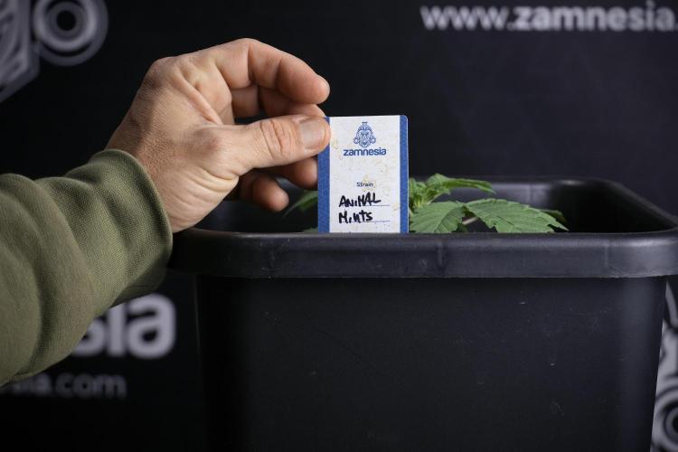 Animal Mints-Legends of the Frozen North. Week 3 - Animal Mints