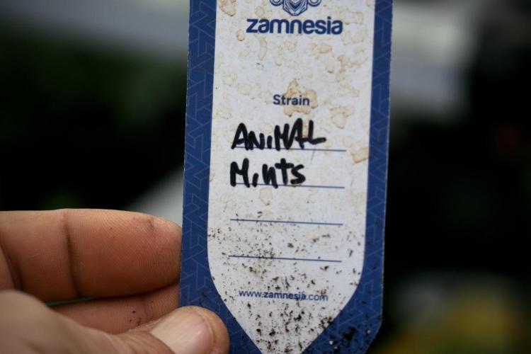 Animal Mints-Legends of the Frozen North. Week 3 - Animal Mints