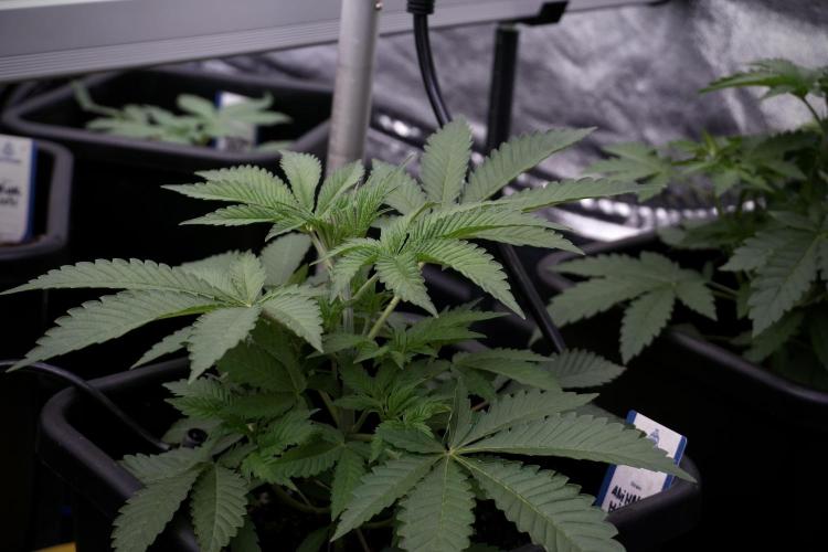 Animal Mints-Legends of the Frozen North. Week 3 - Animal Mints