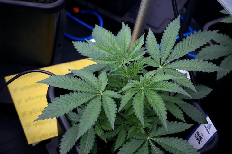 Animal Mints-Legends of the Frozen North. Week 3 - Animal Mints