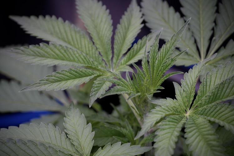 Animal Mints-Legends of the Frozen North. Week 3 - Animal Mints