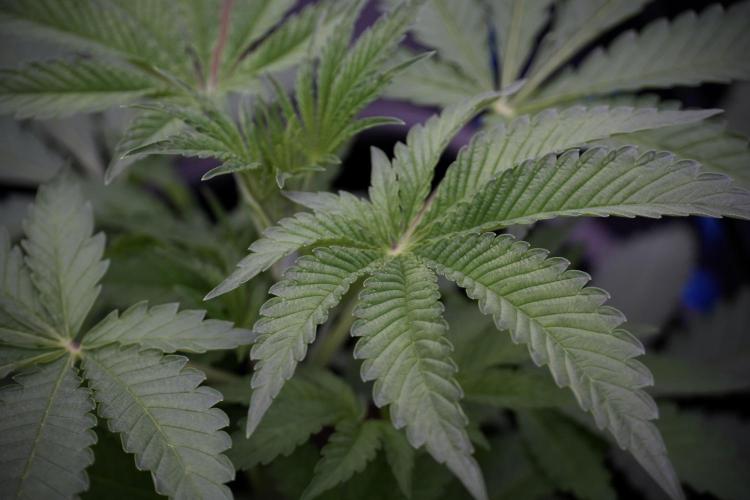 Animal Mints-Legends of the Frozen North. Week 3 - Animal Mints