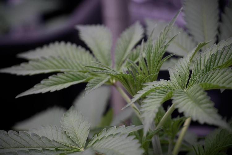 Animal Mints-Legends of the Frozen North. Week 3 - Animal Mints