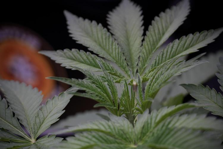 Animal Mints-Legends of the Frozen North. Week 3 - Animal Mints