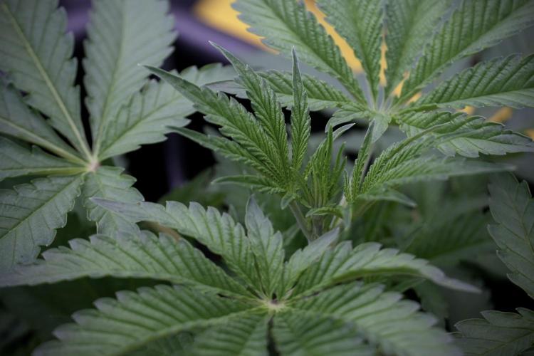 Animal Mints-Legends of the Frozen North. Week 3 - Animal Mints