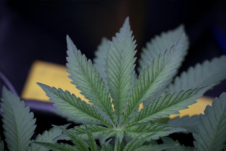 Animal Mints-Legends of the Frozen North. Week 3 - Animal Mints