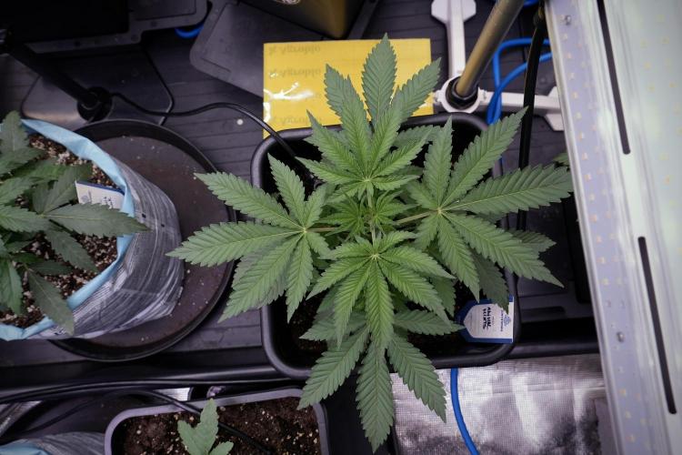 Animal Mints-Legends of the Frozen North. Week 3 - Animal Mints