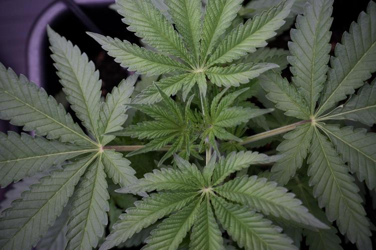 Animal Mints-Legends of the Frozen North. Week 3 - Animal Mints