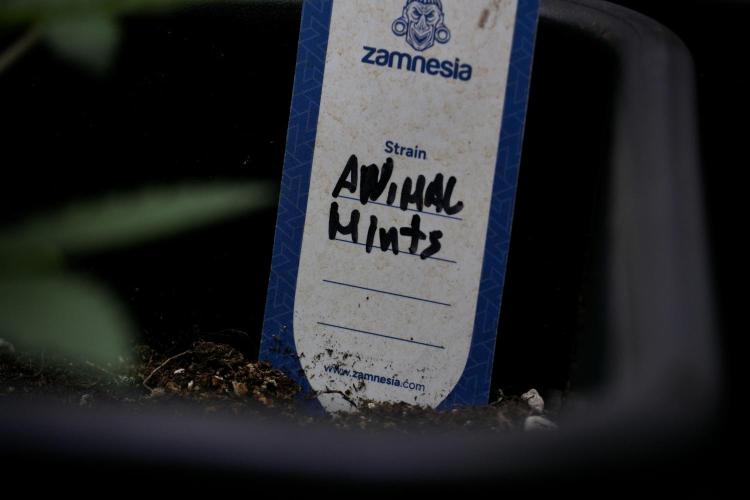 Animal Mints-Legends of the Frozen North. Week 3 - Animal Mints