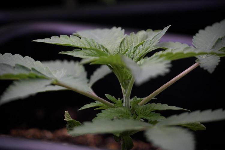 Animal Mints-Legends of the Frozen North. Week 3 - Animal Mints