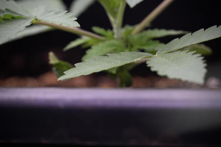 Animal Mints-Legends of the Frozen North. Week 3 - Animal Mints