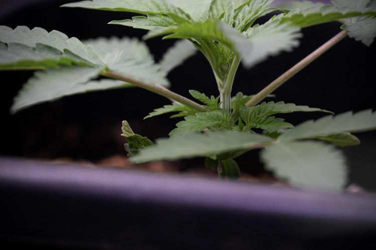 Animal Mints-Legends of the Frozen North. Week 3 - Animal Mints