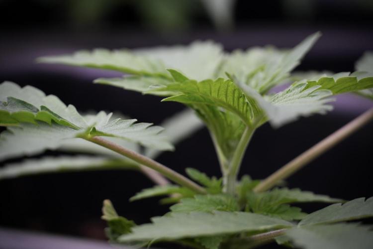 Animal Mints-Legends of the Frozen North. Week 3 - Animal Mints