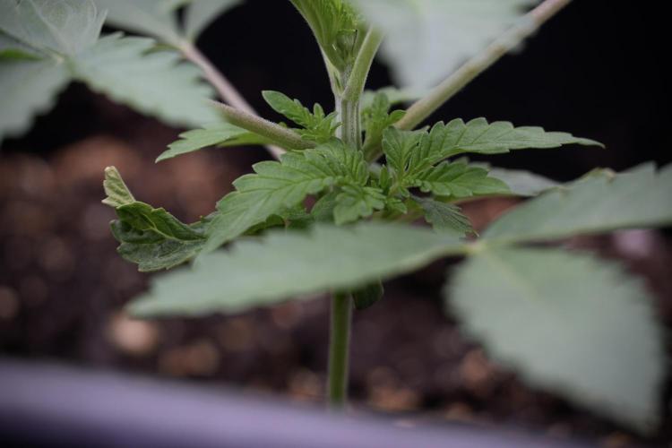 Animal Mints-Legends of the Frozen North. Week 3 - Animal Mints