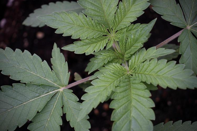 Animal Mints-Legends of the Frozen North. Week 3 - Animal Mints