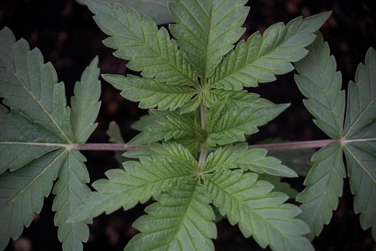 Animal Mints-Legends of the Frozen North. Week 3 - Animal Mints