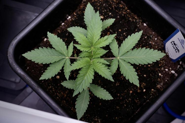 Animal Mints-Legends of the Frozen North. Week 3 - Animal Mints