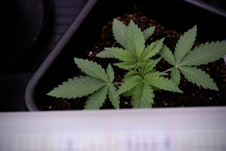 Animal Mints-Legends of the Frozen North. Week 3 - Animal Mints