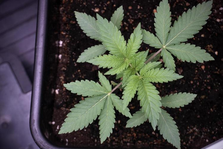 Animal Mints-Legends of the Frozen North. Week 3 - Animal Mints