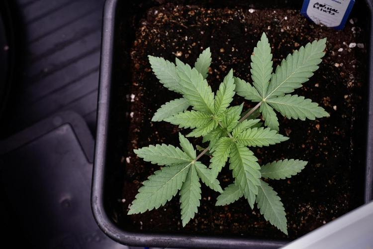 Animal Mints-Legends of the Frozen North. Week 3 - Animal Mints