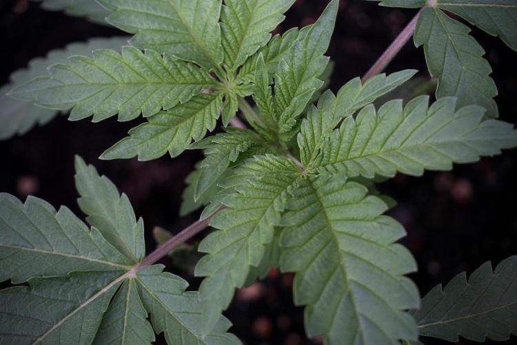 Animal Mints-Legends of the Frozen North. Week 3 - Animal Mints