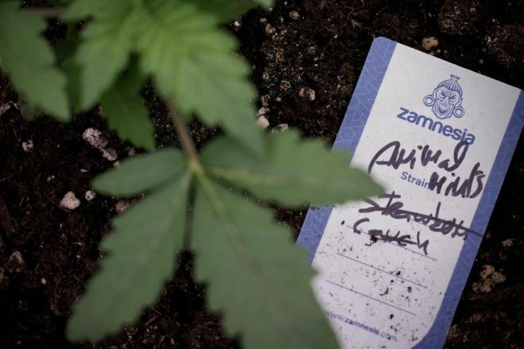 Animal Mints-Legends of the Frozen North. Week 3 - Animal Mints