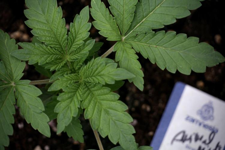 Animal Mints-Legends of the Frozen North. Week 3 - Animal Mints