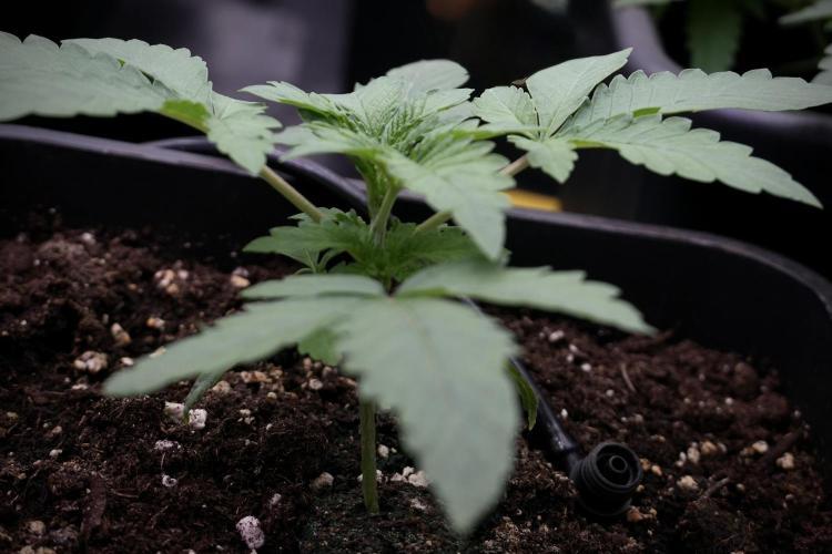 Animal Mints-Legends of the Frozen North. Week 3 - Animal Mints