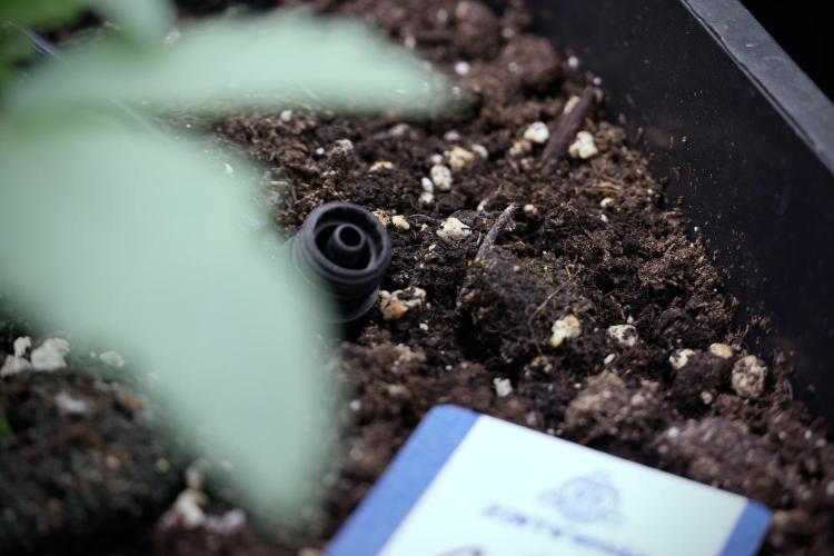 Animal Mints-Legends of the Frozen North. Week 3 - Animal Mints