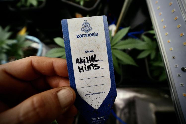 Animal Mints-Legends of the Frozen North. Week 3 - Animal Mints