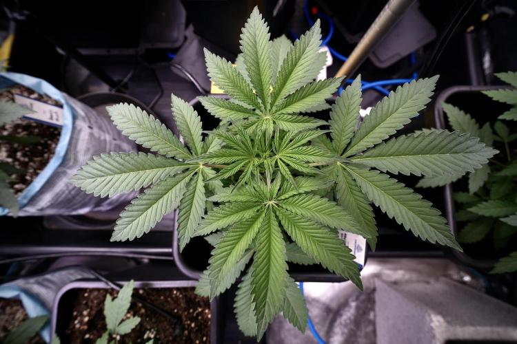 Animal Mints-Legends of the Frozen North. Week 3 - Animal Mints