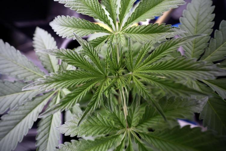 Animal Mints-Legends of the Frozen North. Week 3 - Animal Mints