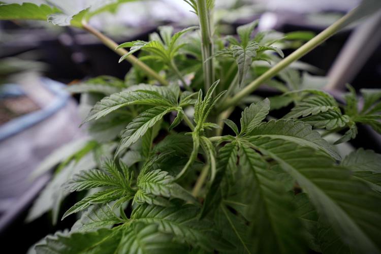 Animal Mints-Legends of the Frozen North. Week 3 - Animal Mints