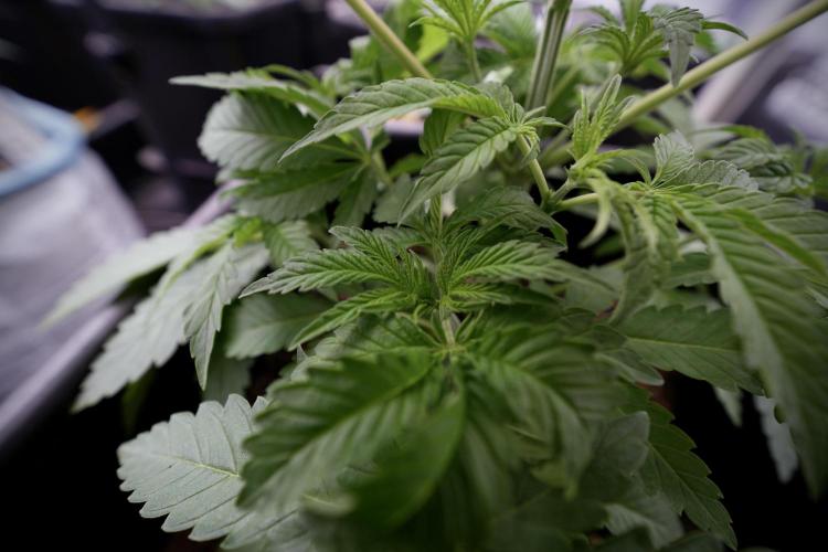 Animal Mints-Legends of the Frozen North. Week 3 - Animal Mints