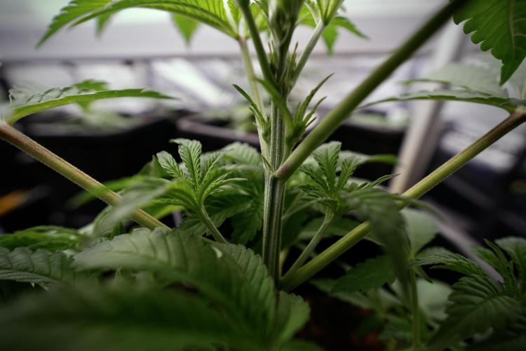 Animal Mints-Legends of the Frozen North. Week 3 - Animal Mints