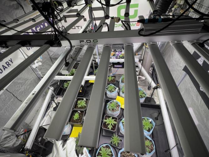 Animal Mints-Legends of the Frozen North. Week 3 - Room and vibes