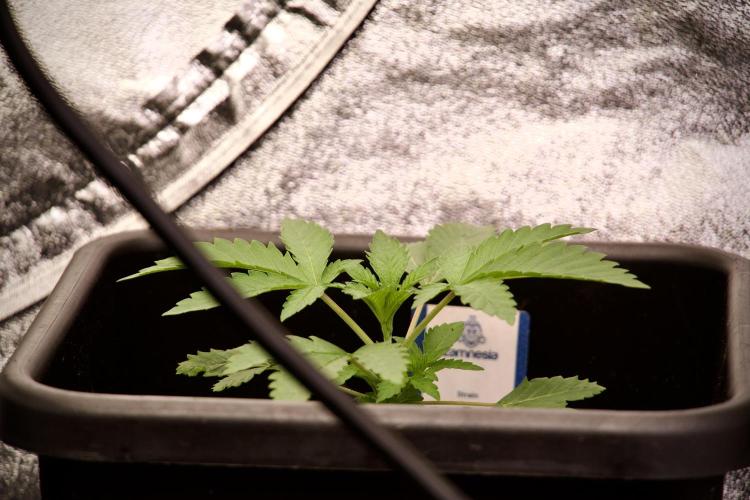 SOUR DIESEL-The Ascension of a Legend. Week 4 - SD week 3