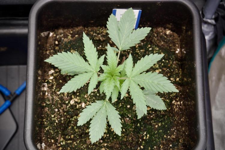 SOUR DIESEL-The Ascension of a Legend. Week 4 - SD week 3