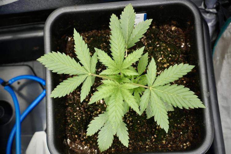 SOUR DIESEL-The Ascension of a Legend. Week 4 - SD week 3