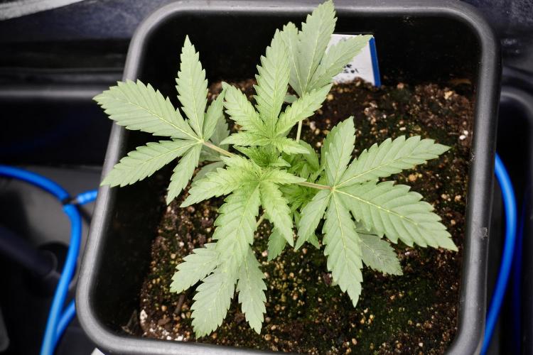 SOUR DIESEL-The Ascension of a Legend. Week 4 - SD week 3