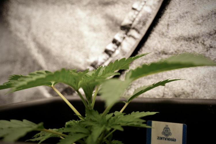 SOUR DIESEL-The Ascension of a Legend. Week 4 - SD week 3