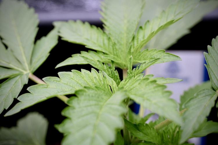 SOUR DIESEL-The Ascension of a Legend. Week 4 - SD week 3