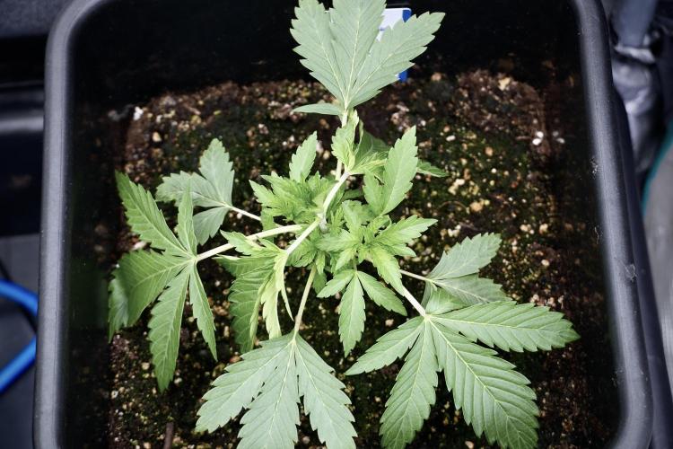 SOUR DIESEL-The Ascension of a Legend. Week 4 - SD week 3