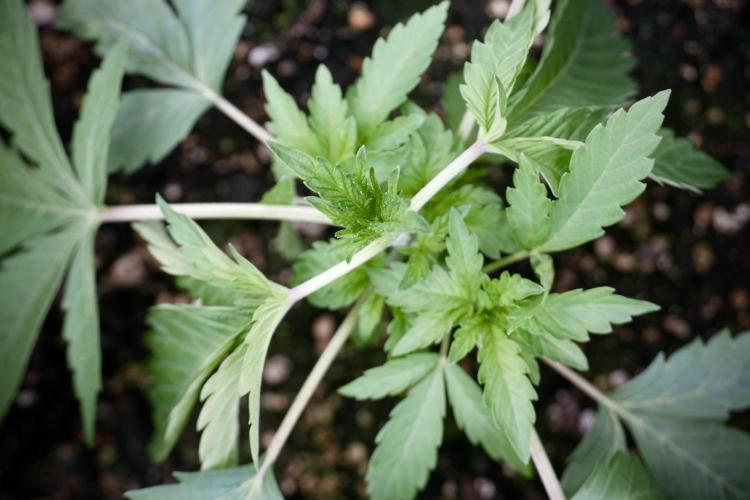 SOUR DIESEL-The Ascension of a Legend. Week 4 - SD week 3