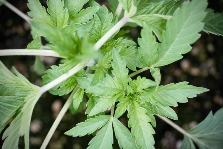 SOUR DIESEL-The Ascension of a Legend. Week 4 - SD week 3