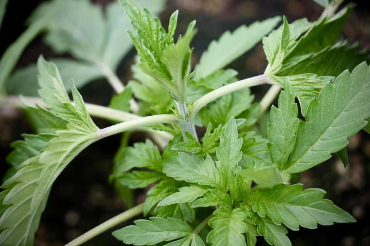 SOUR DIESEL-The Ascension of a Legend. Week 4 - SD week 3