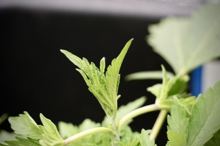 SOUR DIESEL-The Ascension of a Legend. Week 4 - SD week 3